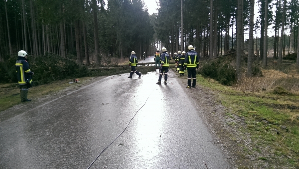 Baum über Straße im Dunkelsteinerwald